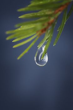 A droplet of water hanging from a spruce tree branch