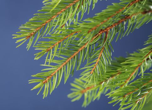 A branch of spruce photographed in studio