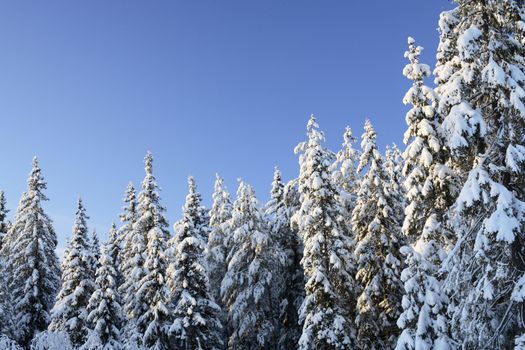 Arctic snowy spruce forest in winter