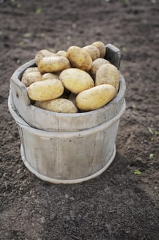 Harvested and dirty potatoes in an old wooden bucket