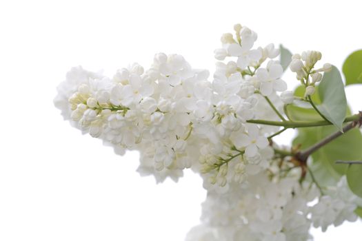 Branch of a lilac bush branch, white variant