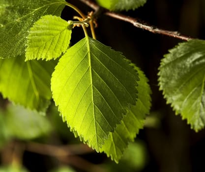 Birch leaves against dark background.