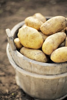 Harvested potatoes in an old wooden bucket. Very short depth-of-field.