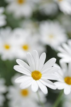 White daisies. Very short depth of field.