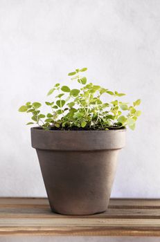 A potted oregano herb plant.