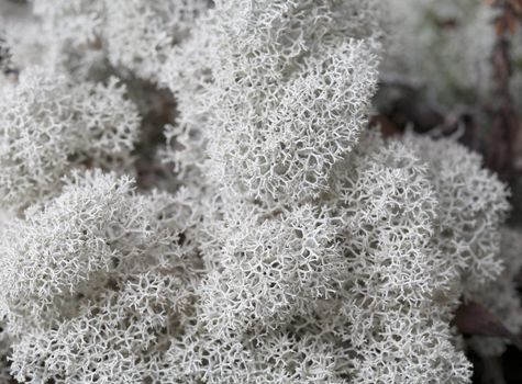 Northern Reindeer Lichen (Cladina stellaris) in closeup