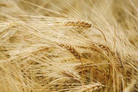 Barley Field