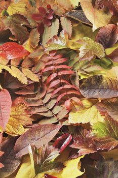 Plant leaves in fall colors.