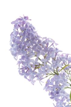 Common lilac flower (Syringa vulgaris) detail on white background