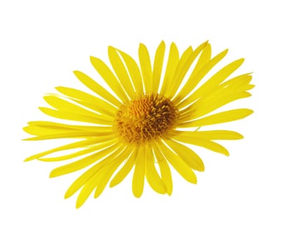 Leopard's Bane (Doronicum orientale) yellow summer flower isolated on white