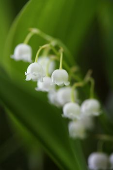 Lily of the Valley (Convallaria majalis), very short depth-of-field