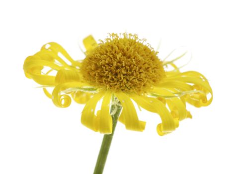 Dead Flower (Leopard's bane) on white background