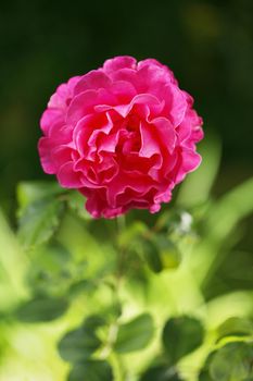 A Large rose, short depth of field