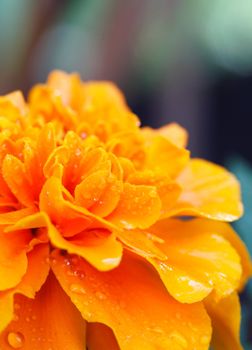Closeup of an orange marigold (Tagetes erecta). Droplets.