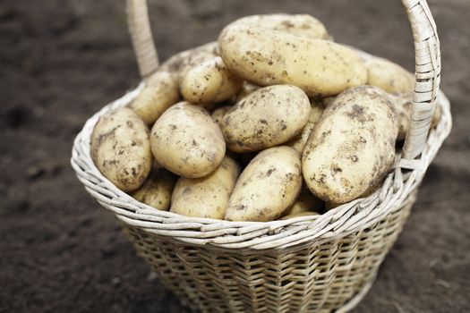 Dirty potatoes in an old woven basket