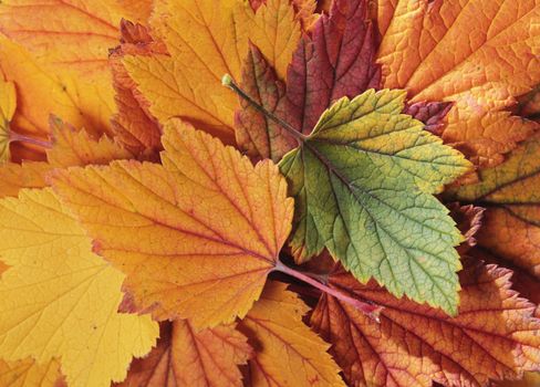 Colorful autumn leaves from a currant bush