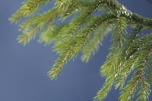 Branch of a spruce tree in studio