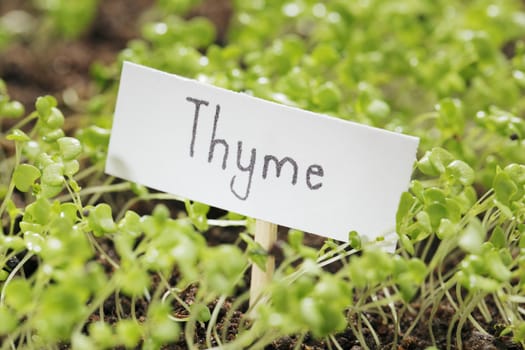 Small thyme herb seedlings witjh a sign