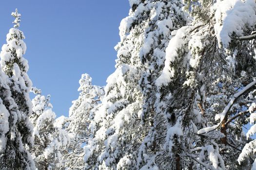 Winter forest with heavy snow on the trees