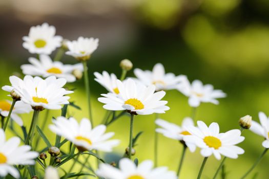 Early summer Flowers. Short depth-of-field. 