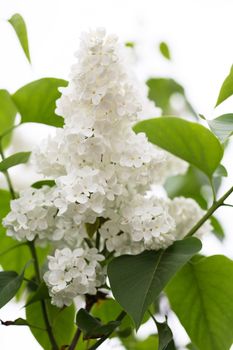 Common Lilac, white variant (Syringa vulgaris 'Alba')