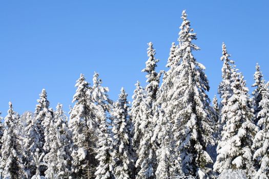 A Spruce forest in winter