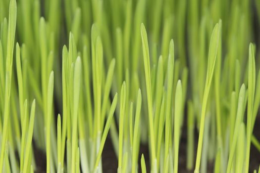 Barley seedlings photographed with ring flash. Short depth of field.