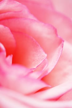 Petals of a cultivated tea rose in closeup
