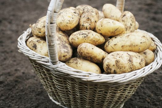 Harvested dirty potatoes in an old basket