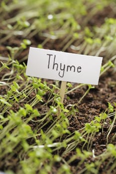 Small thyme seedlings with a sign.