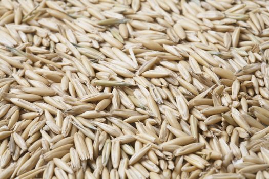 Oat grain with husks in closeup