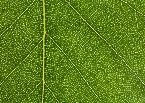 Closeup of a green leaf.