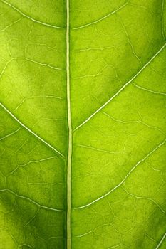 A closeup of a leaf. 