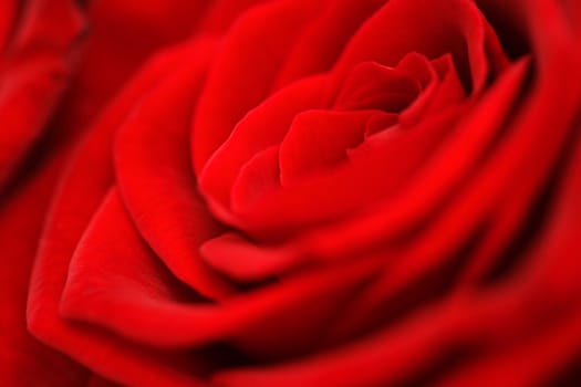 Detail of a red rose. Very short depth-of-field