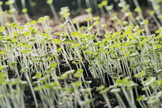 Small thyme (Thymus vulgaris) seedlings growing in soil