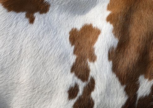 White and brown texture of a living cow