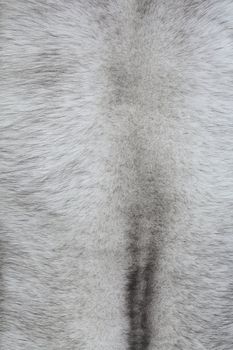 Blue Fox fur in closeup