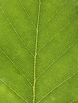 Green birch leaf detail background