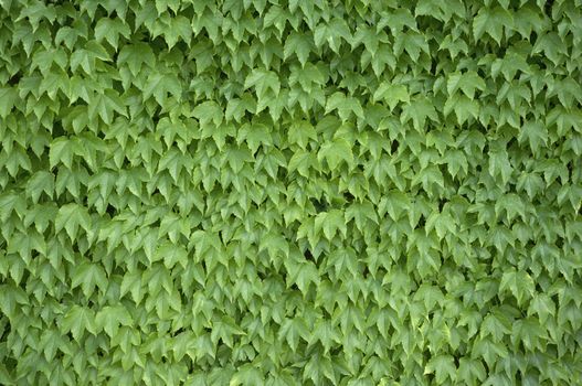 Natural background texture made of green leaves.