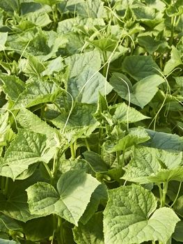 Cucumbers plants in greenhouses. The rapid growth in springtime