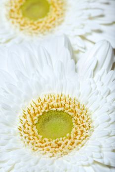 Close-up photo of the white chrysanthemum in the garden. Natural light and colors