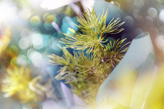 Close-up macro photo of the fir needls in the nature with beautiful bokeh. Shallow depth of field added by the lens for natural view