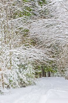 Winter road in a snowy forest