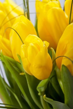 Yellow tulips isolated on white background 