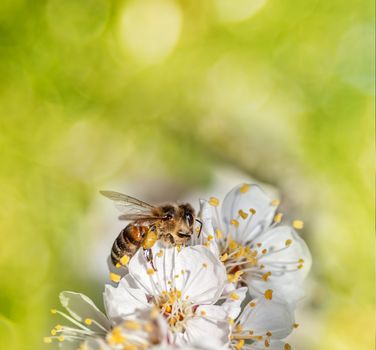 bee collects honey on a flower