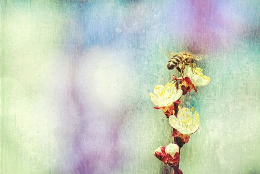 textured old paper background, bee collects honey on a flower