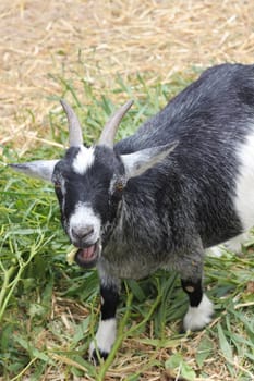 Goat eating grass on a farm