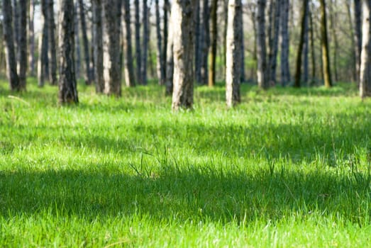 Sunny pine forest