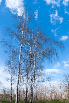 Tree canopy on the background the blue sky