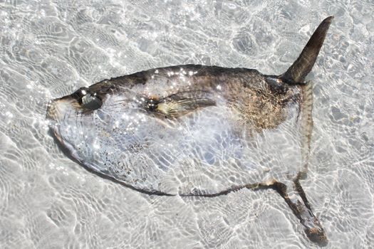 Dead Fish lying under water in the sand at the beach of Kommetjie, Cape Town, South Africa